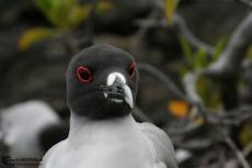 Galapagos Seagull - Galapagos 2010 -IMG 8097